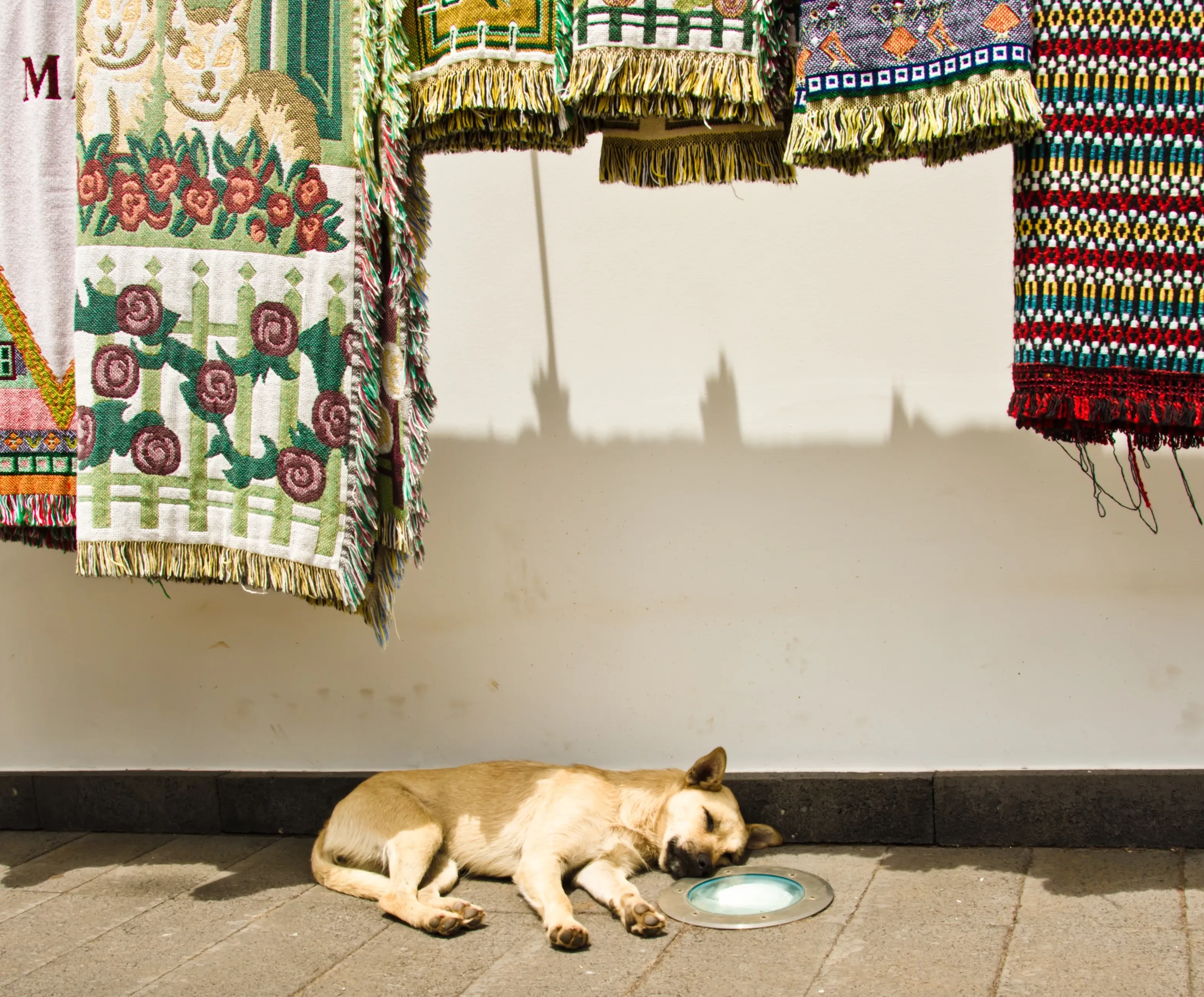 siesta dog