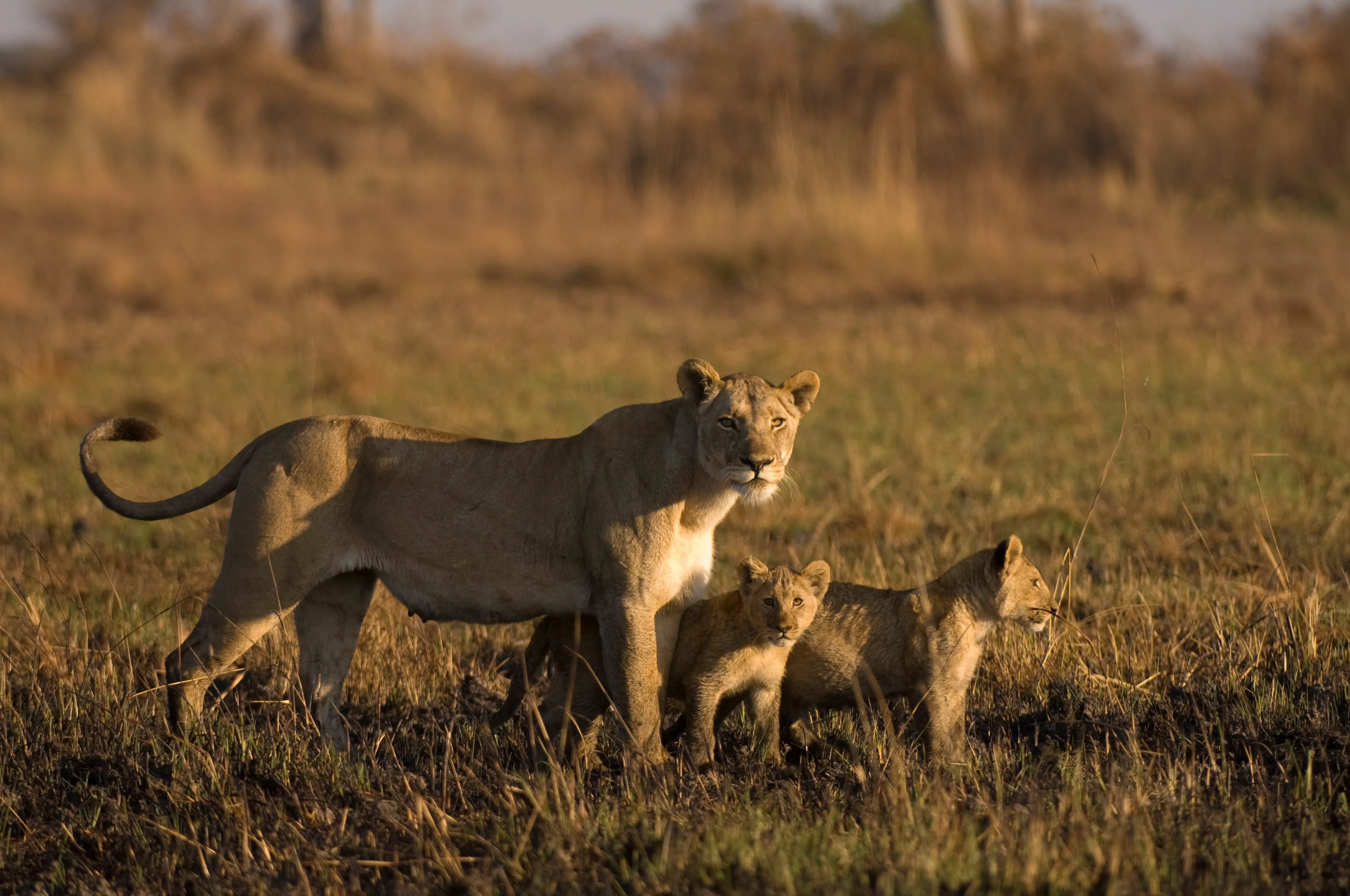 Lionness with cubs