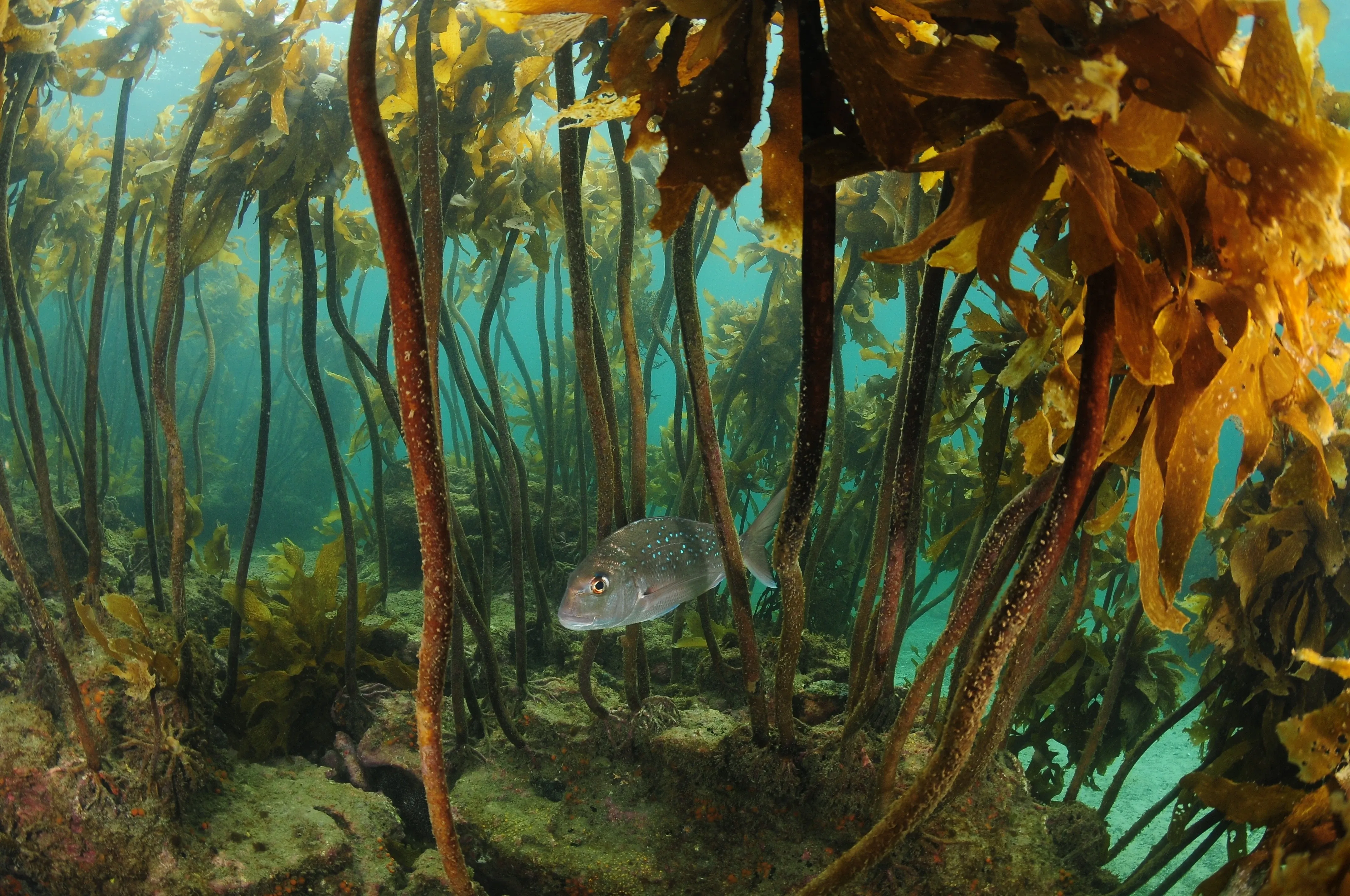 Kelp forest with fish
