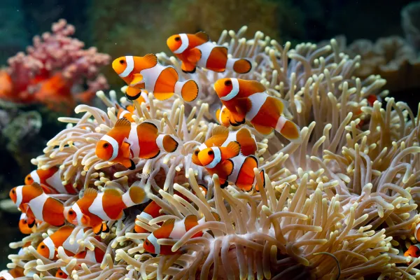 Clown fish anemonia