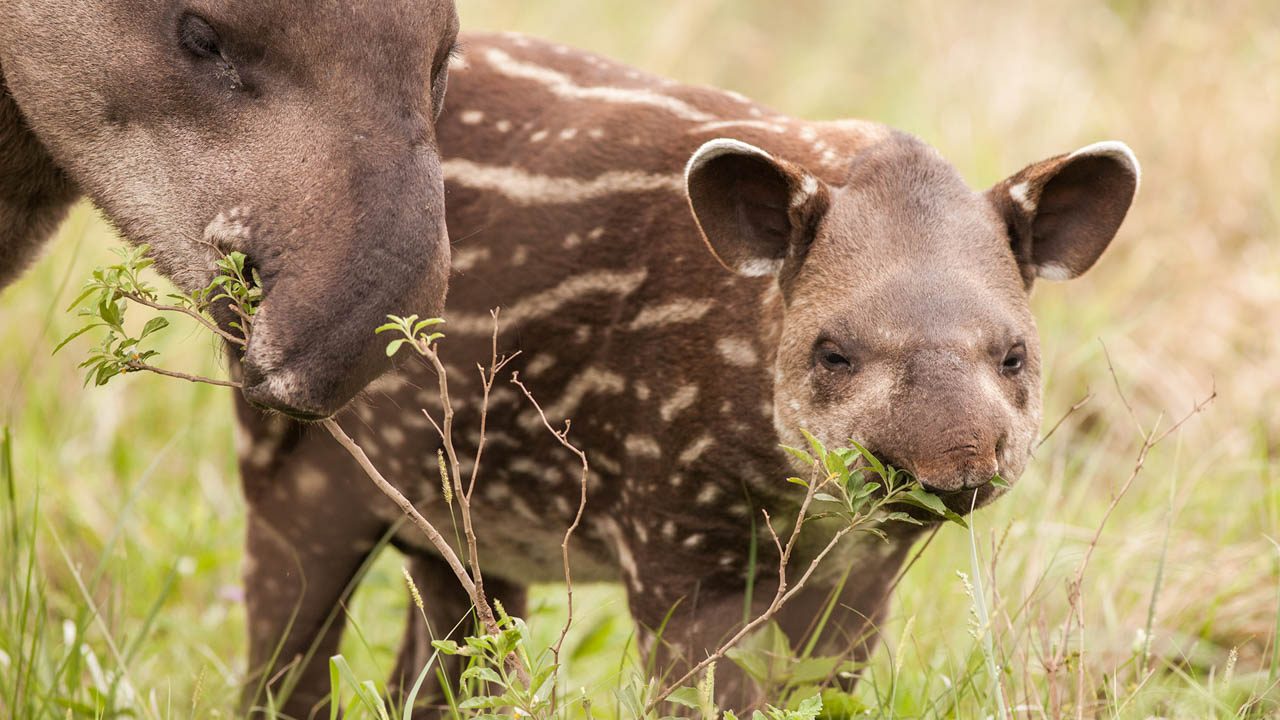 tapir