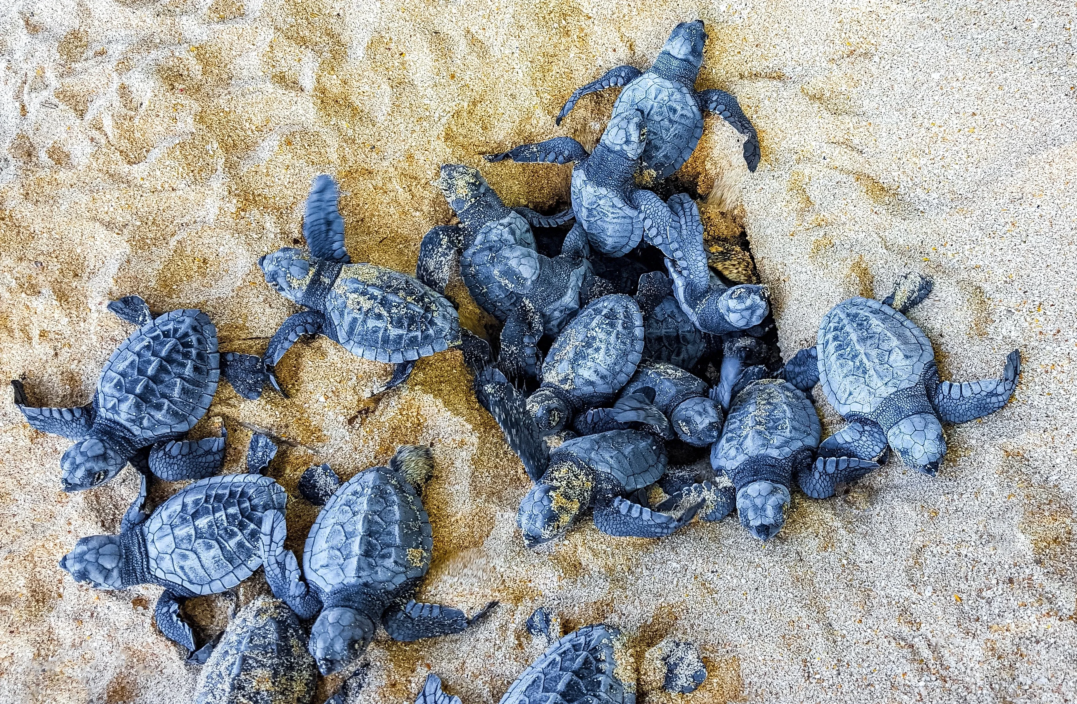nest of newly hatched loggerhead sea turtles