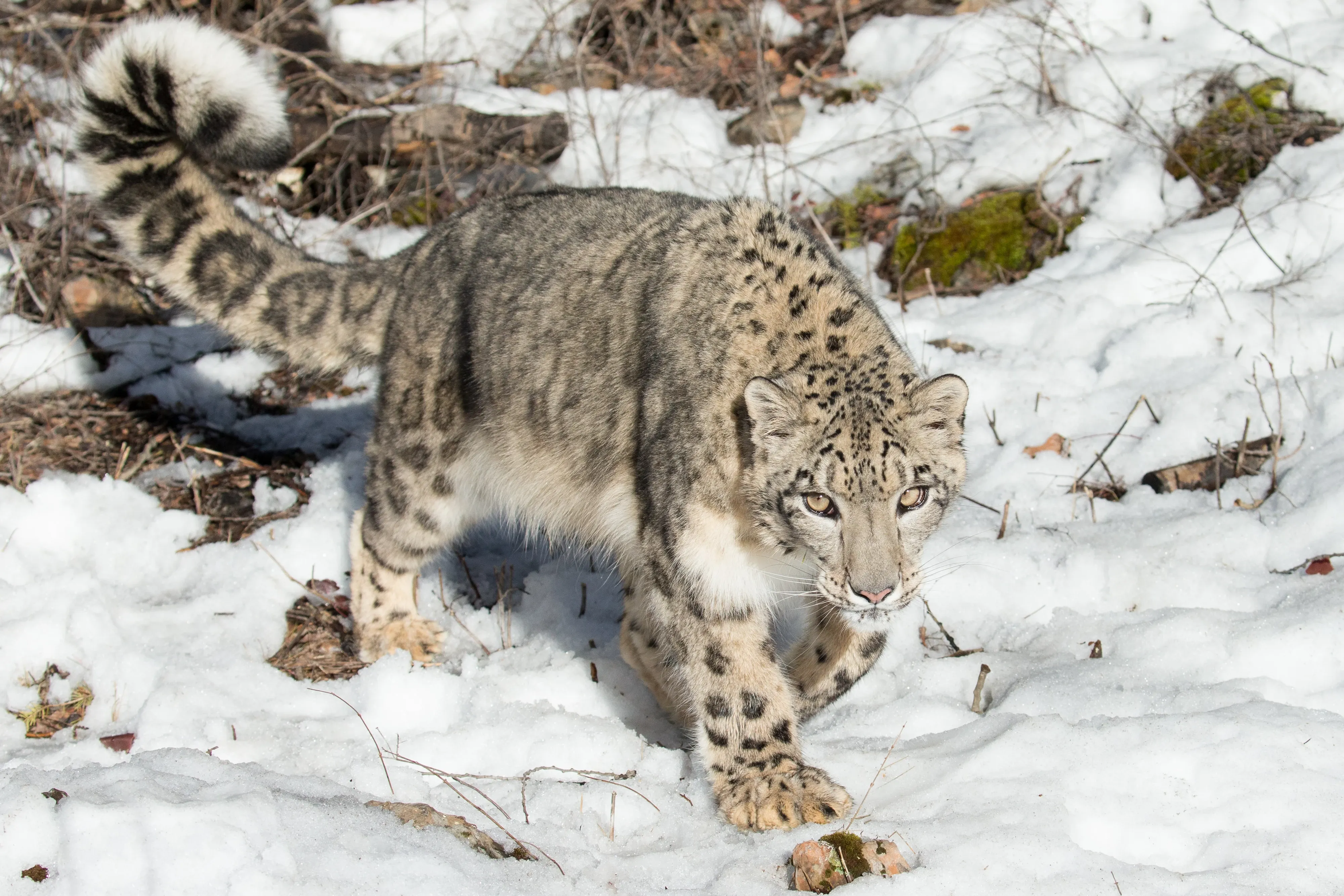 Running snow leopard in the snow