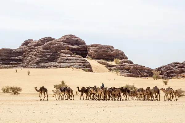 Camel caravan