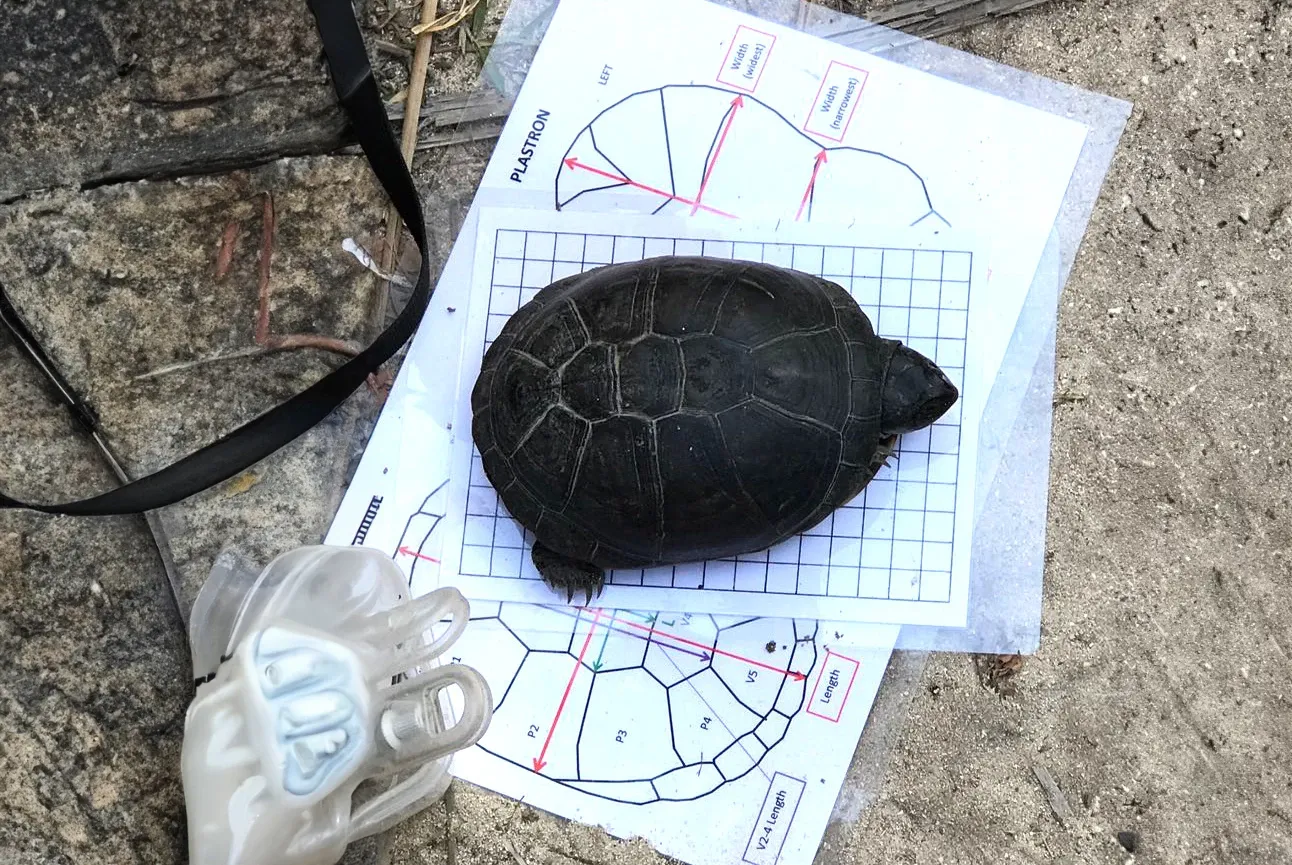 Schildkrötenmessung