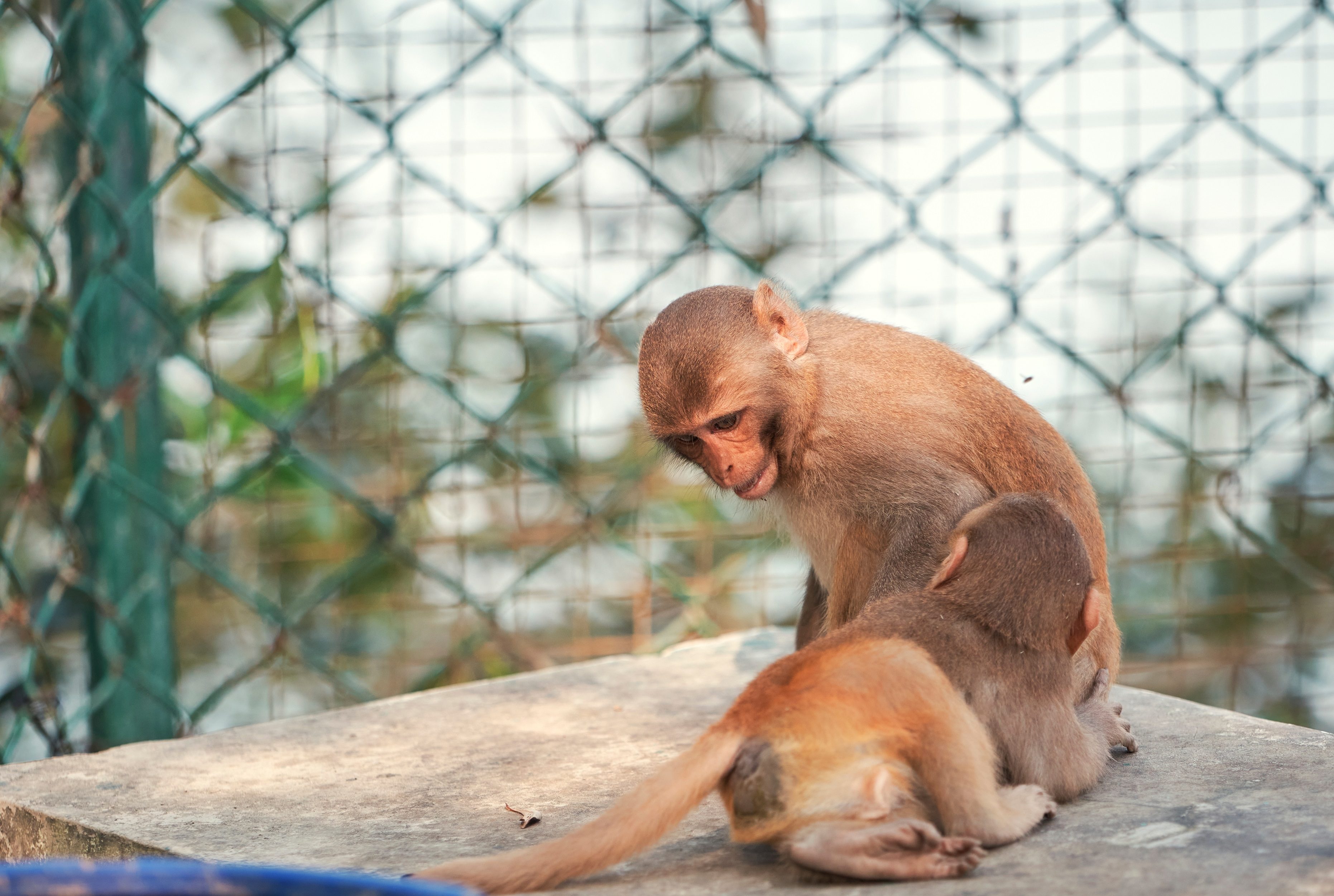 monkeys playing at wildlife sanctuary