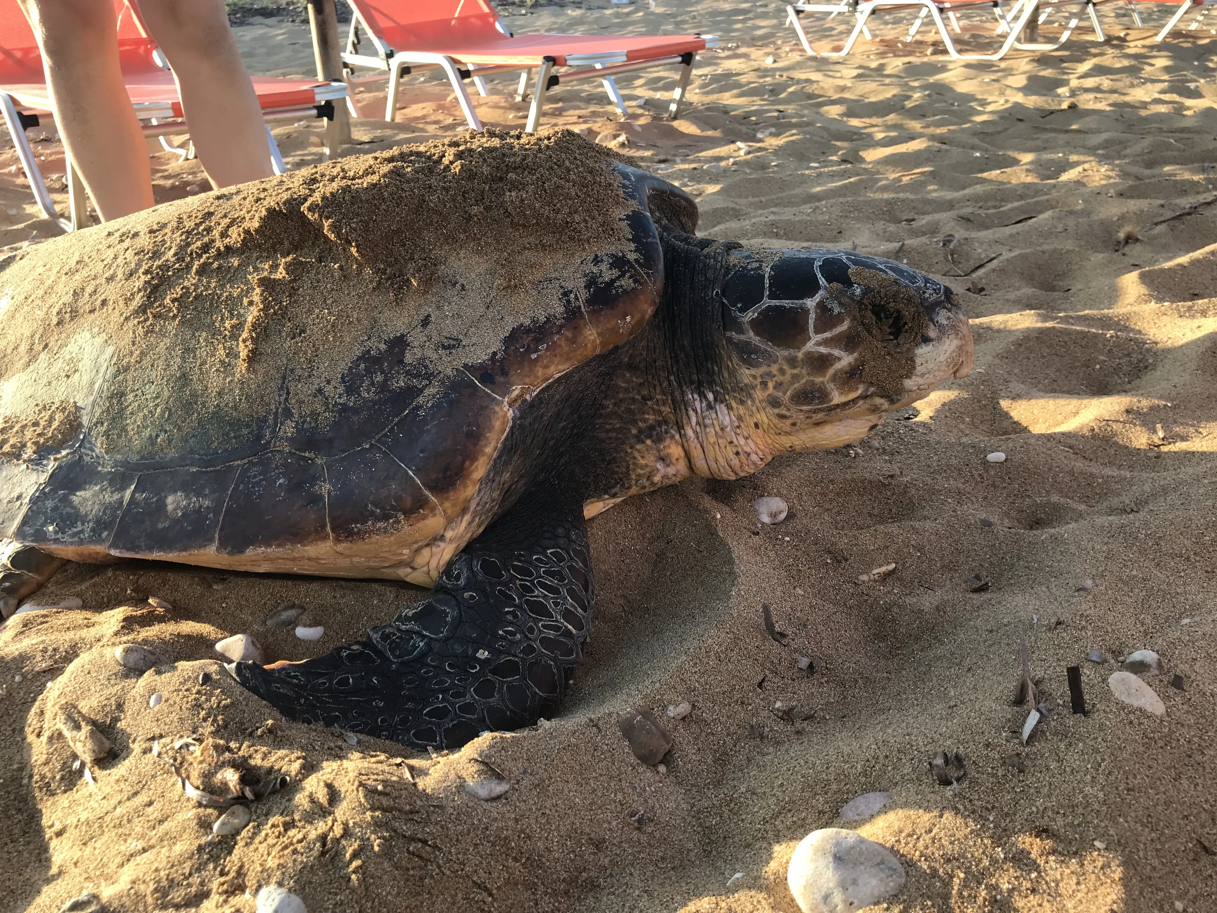 Turtle conservation in greece