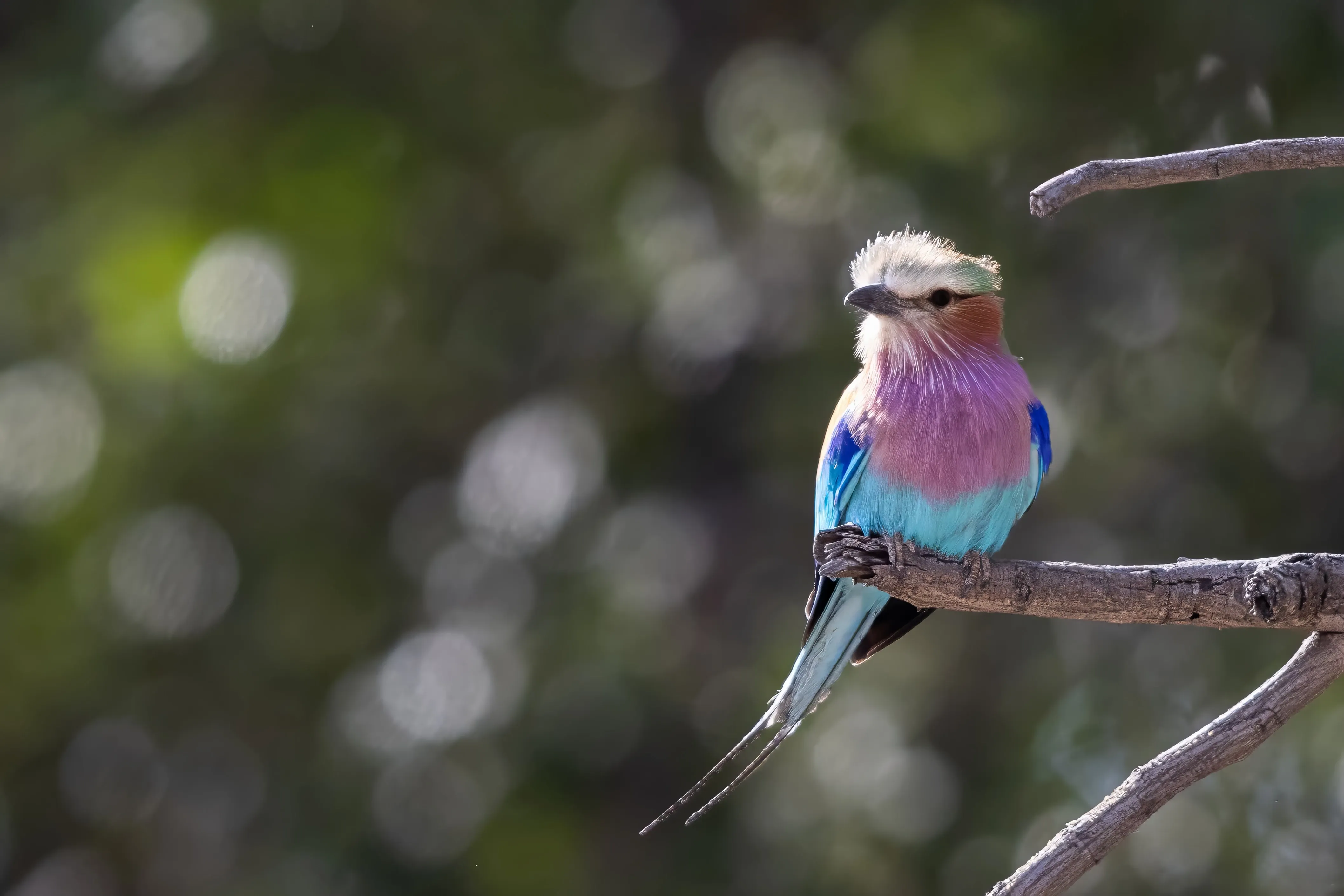 Private Wilderness Experience, Botswana