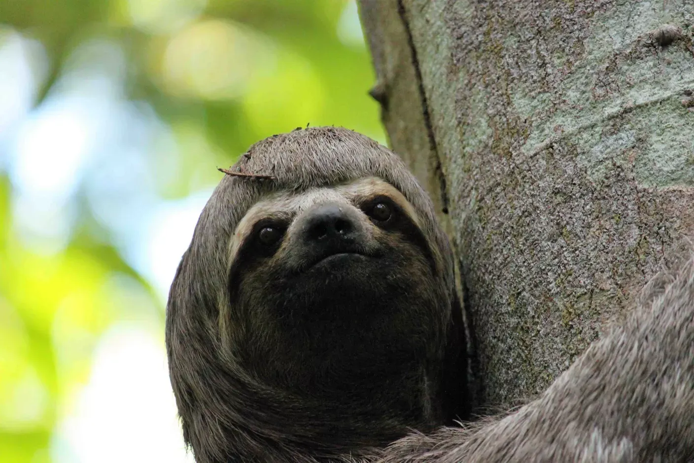 Kopf eines Faultiers am Baum