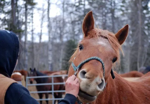 Freiwilligenprojekt Alberta Pferdeschutz, Kanada