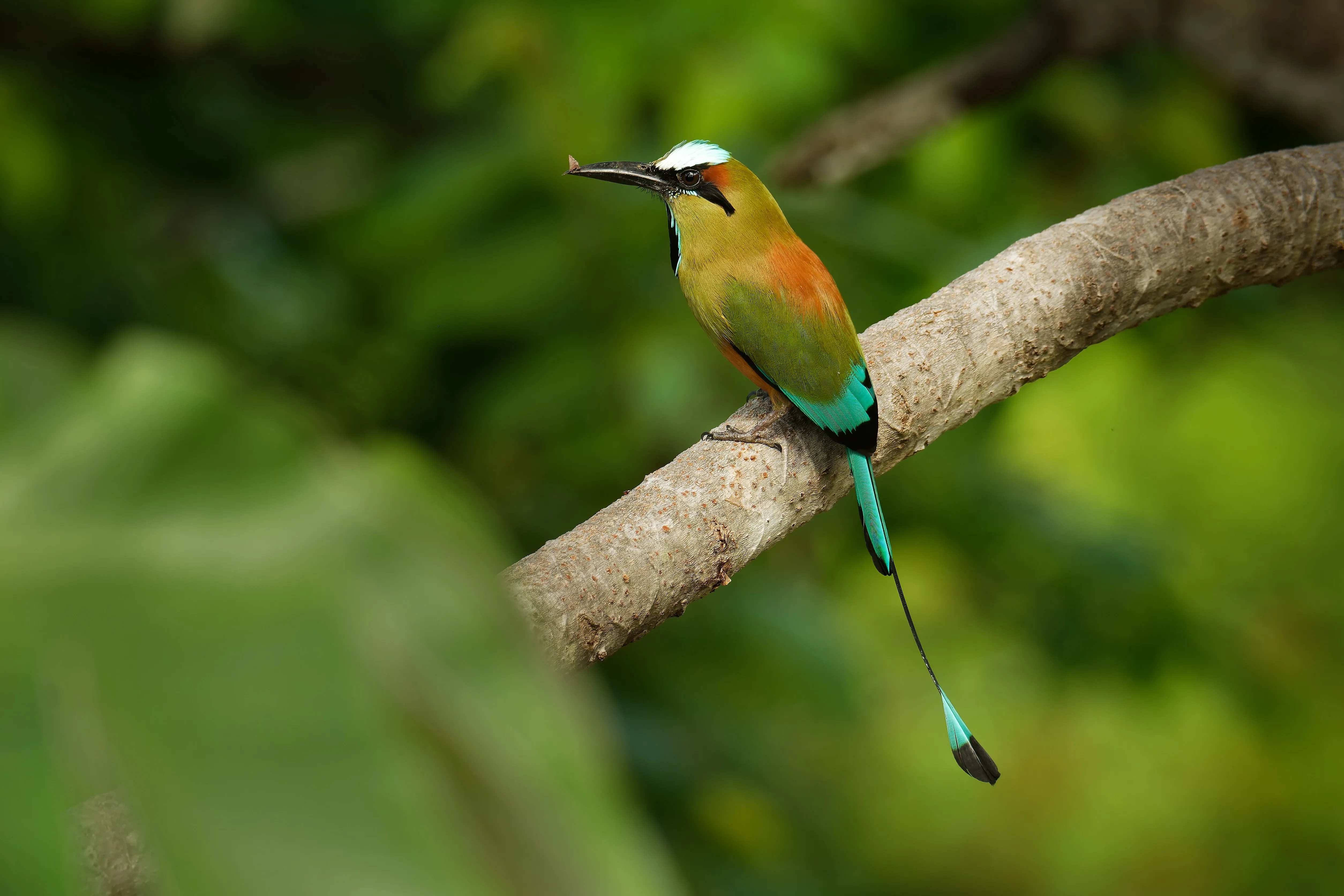 Turqoiuse browed motmot perched on tree