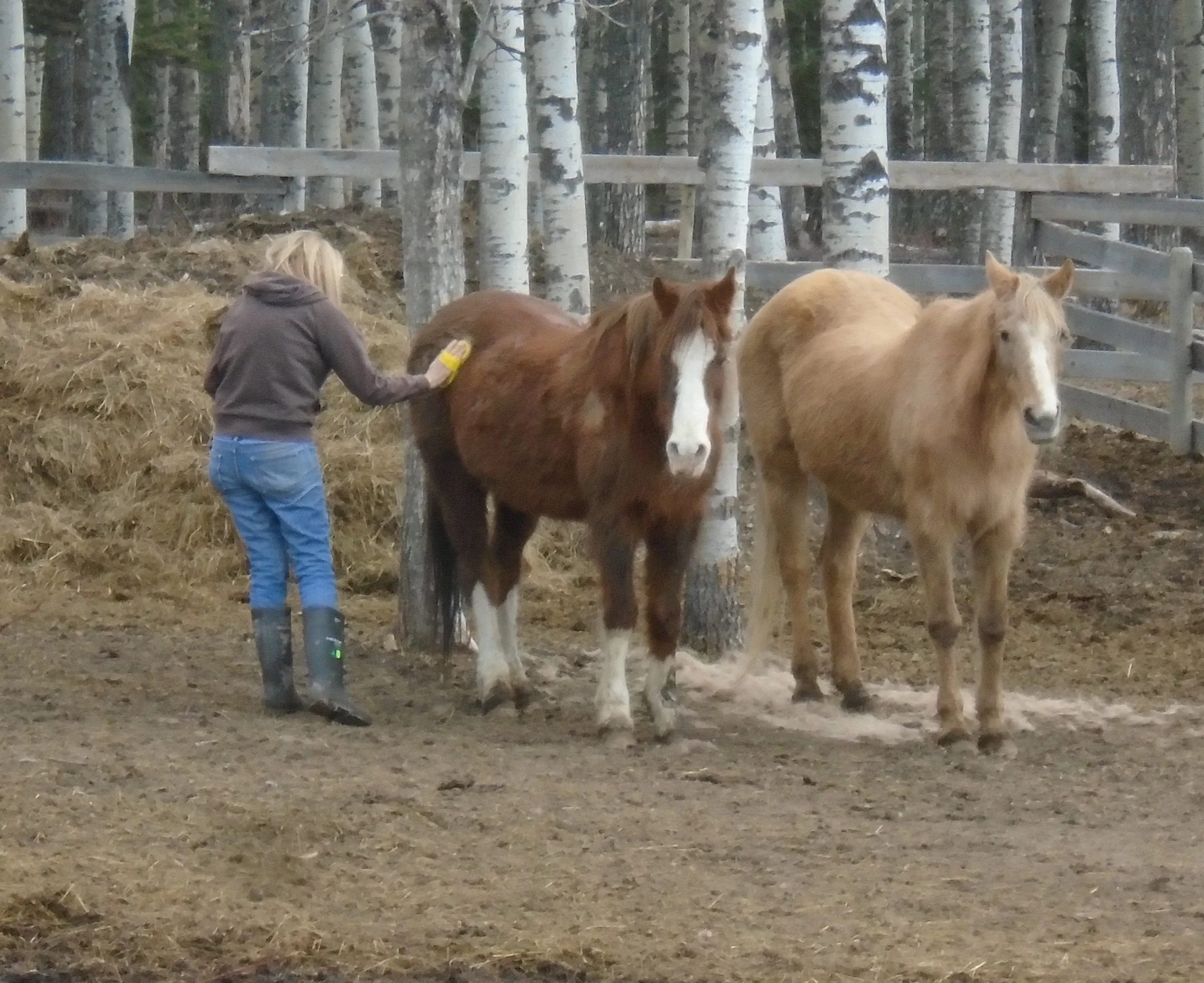 Freiwilligenprojekt Alberta Pferdeschutz, Kanada